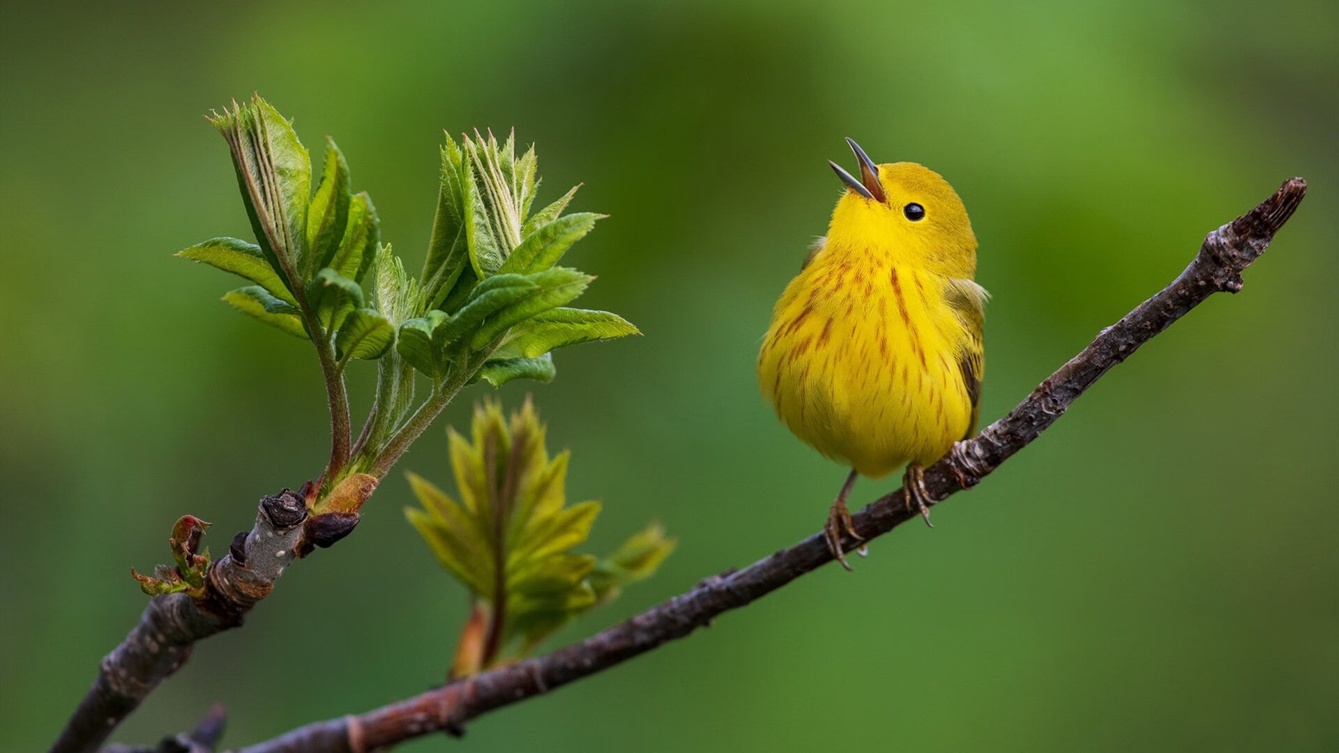 开云体育APP下载-_猛龙队打出精彩团队篮球_，猛龙队的阵容