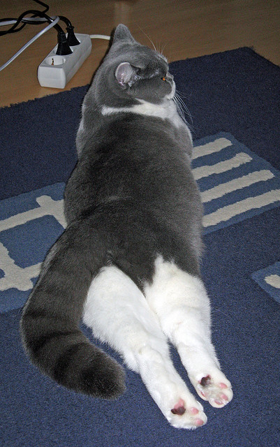 _猛龙队打出精彩团队篮球_，猛龙队的阵容