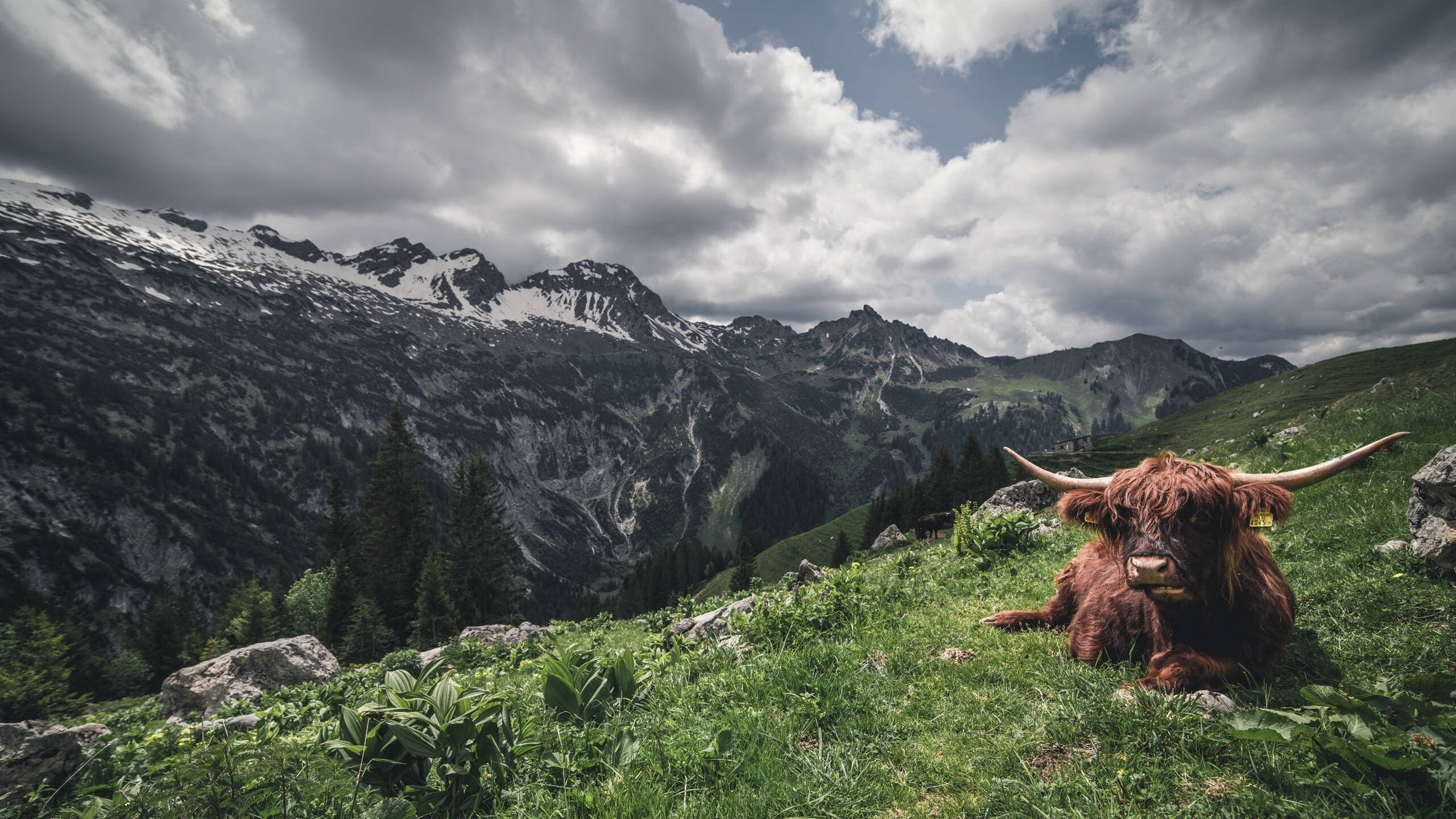 开云网页版登录入口-_篮网战绩优异，领跑联盟_，篮网领袖是谁