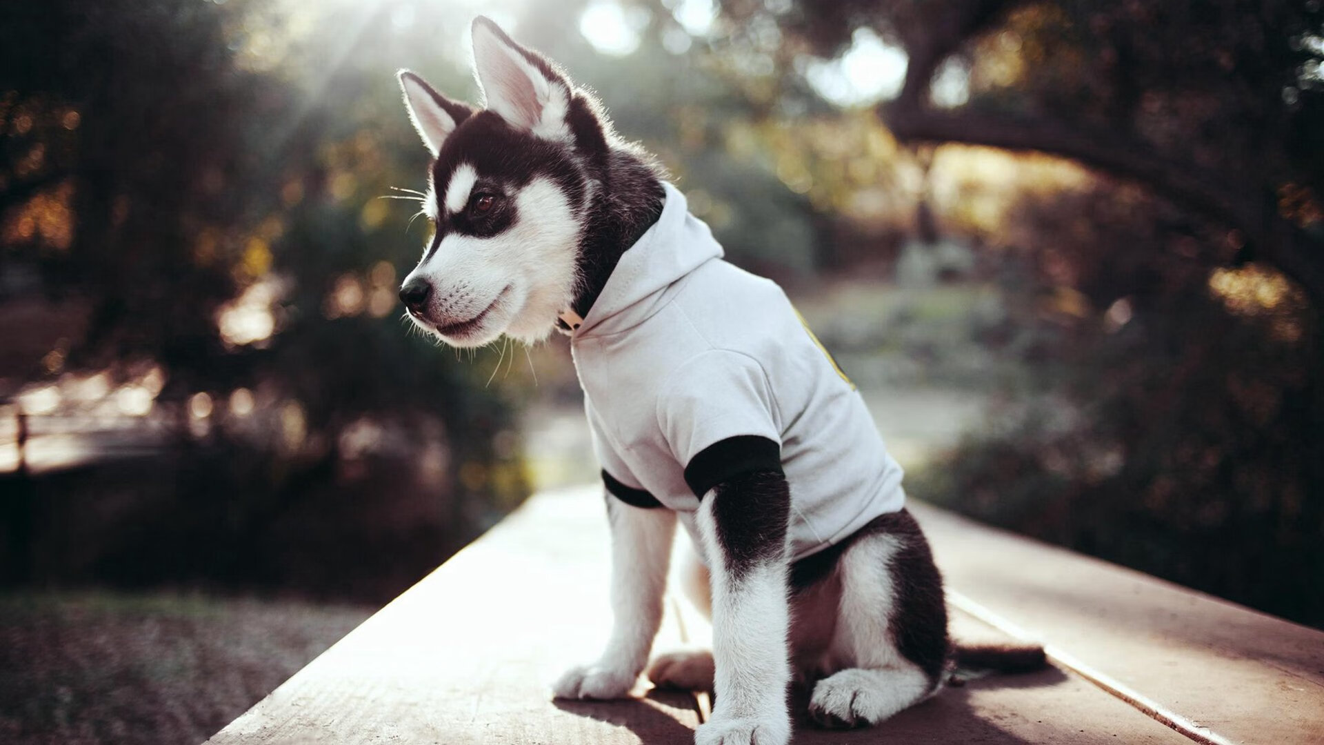 Kaiyun APP-_篮网队团队合作出色，保持领先位置_，篮网队的成员