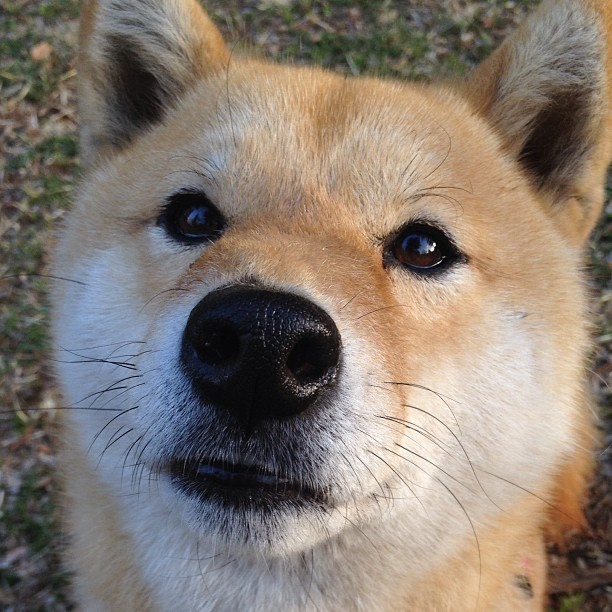 “足协推行足球普及示范学校计划”，足球传统项目学校