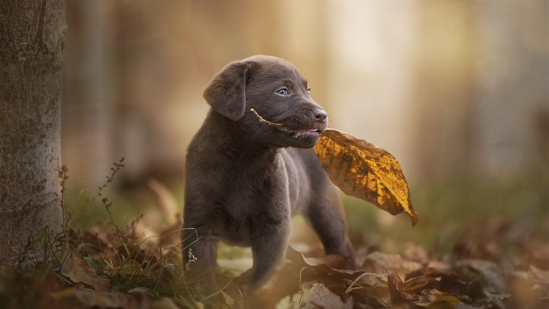 Kaiyun官方登录入口-中国队在巴黎奥运会比赛中展现出高效的快攻配合，巴黎奥运会 中国