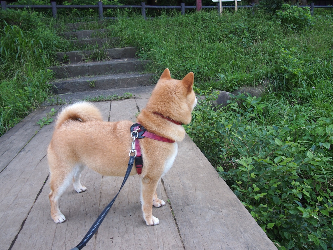 开云平台-体育+科技创新助推青少年篮球比赛智能化、数字化，体智能篮球课美篇