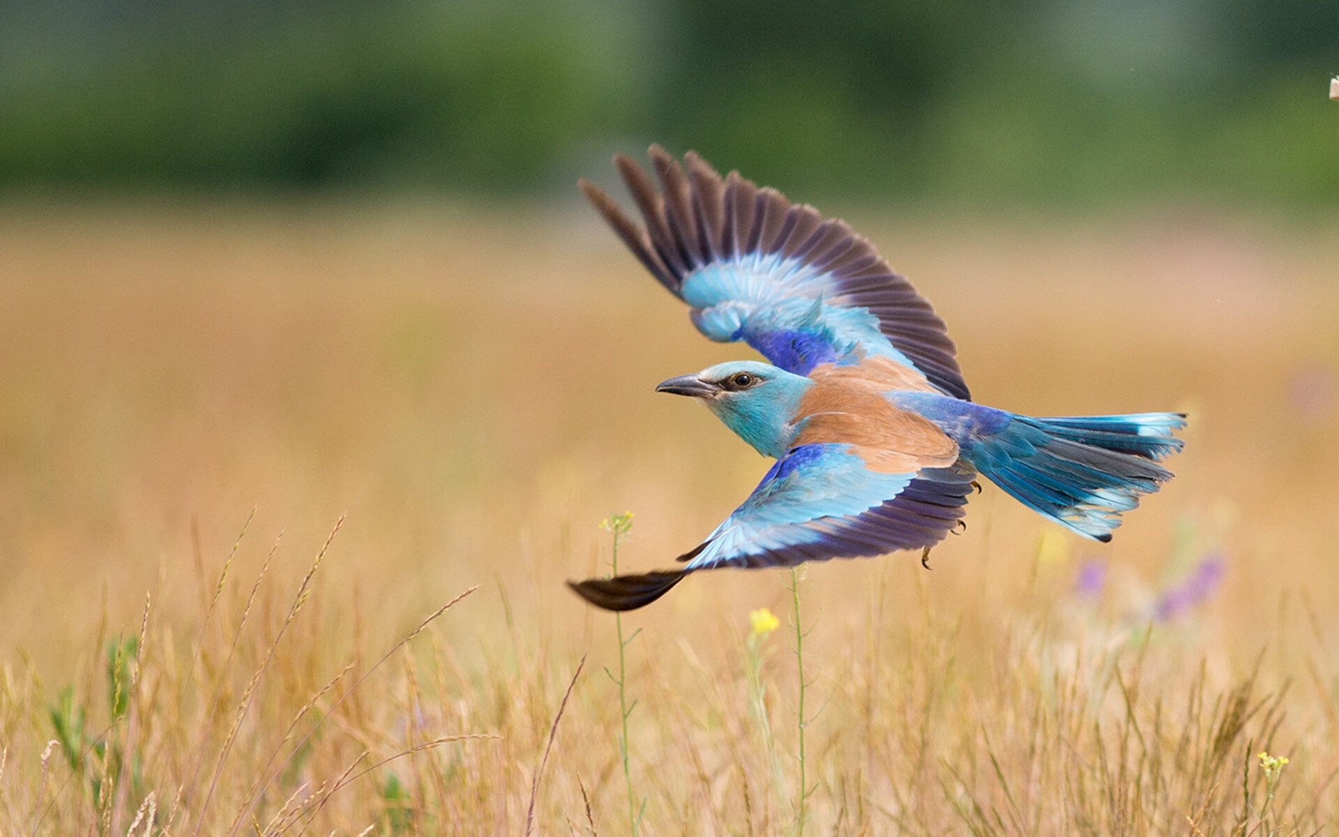 KAIYUNAPP-各国选手的比赛趣闻，跨越国界的友谊，各国参赛运动员