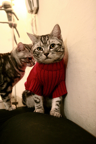 kaiyun体育综合-女足世界杯，巾帼不让须眉的竞技盛宴，女足世界杯赛事