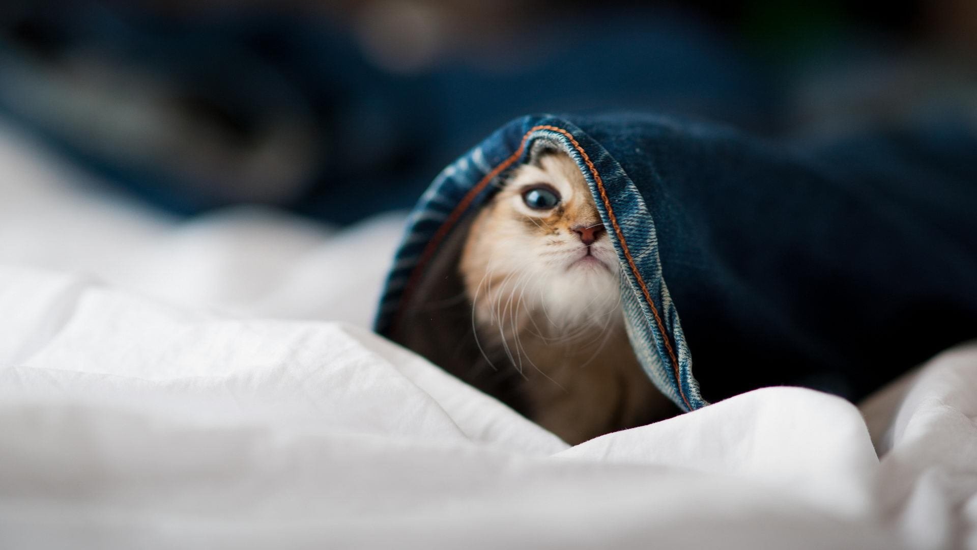 意大利在国家联赛中0-0战平乌克兰,晋级淘汰赛阶段。,意大利晋级打谁