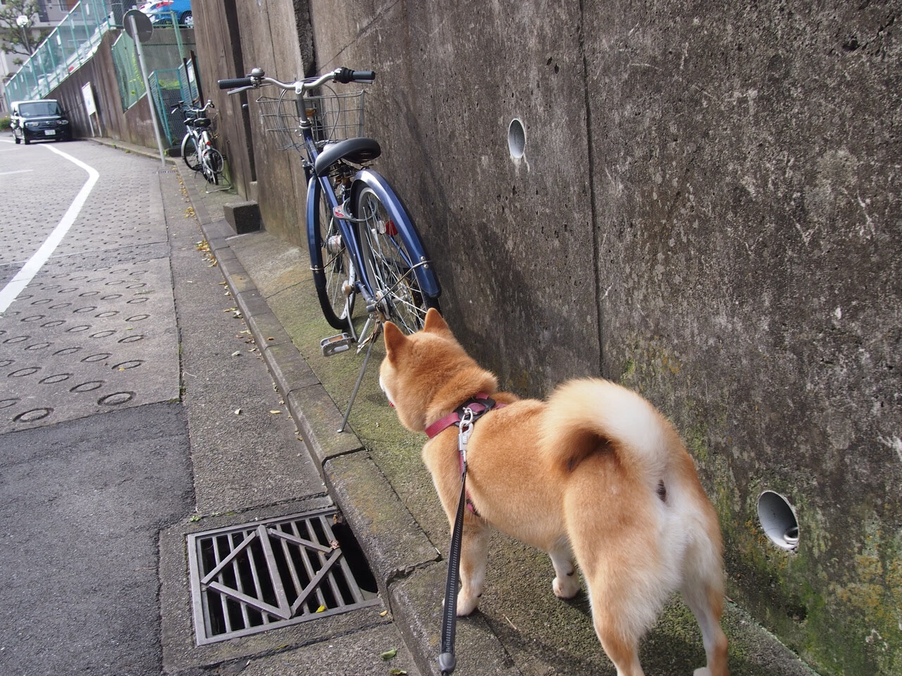 开云官方-意甲多名潜力新秀频频转会，关注度持续升温，意甲2021一22夏季转会
