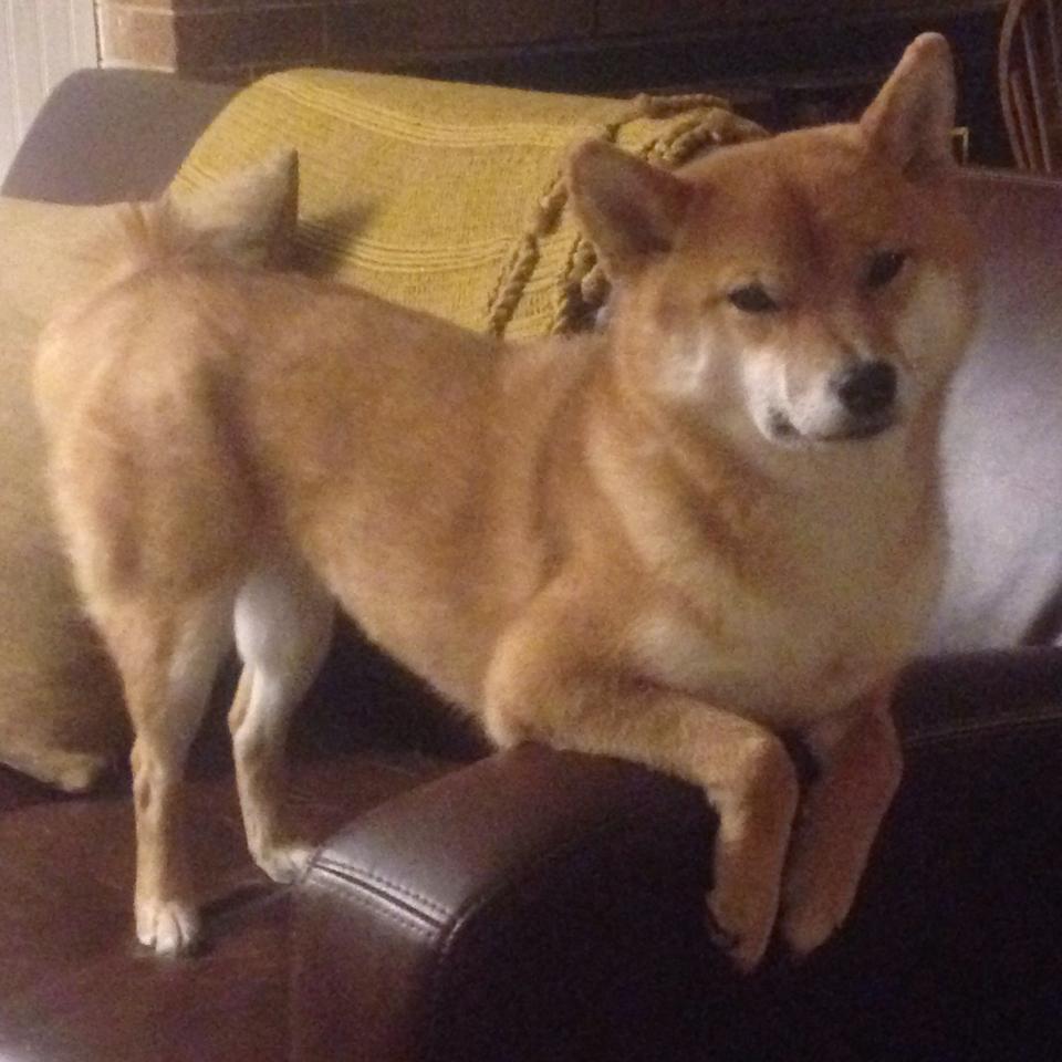 意甲多名潜力新秀频频转会,关注度持续升温,意甲2021一22夏季转会