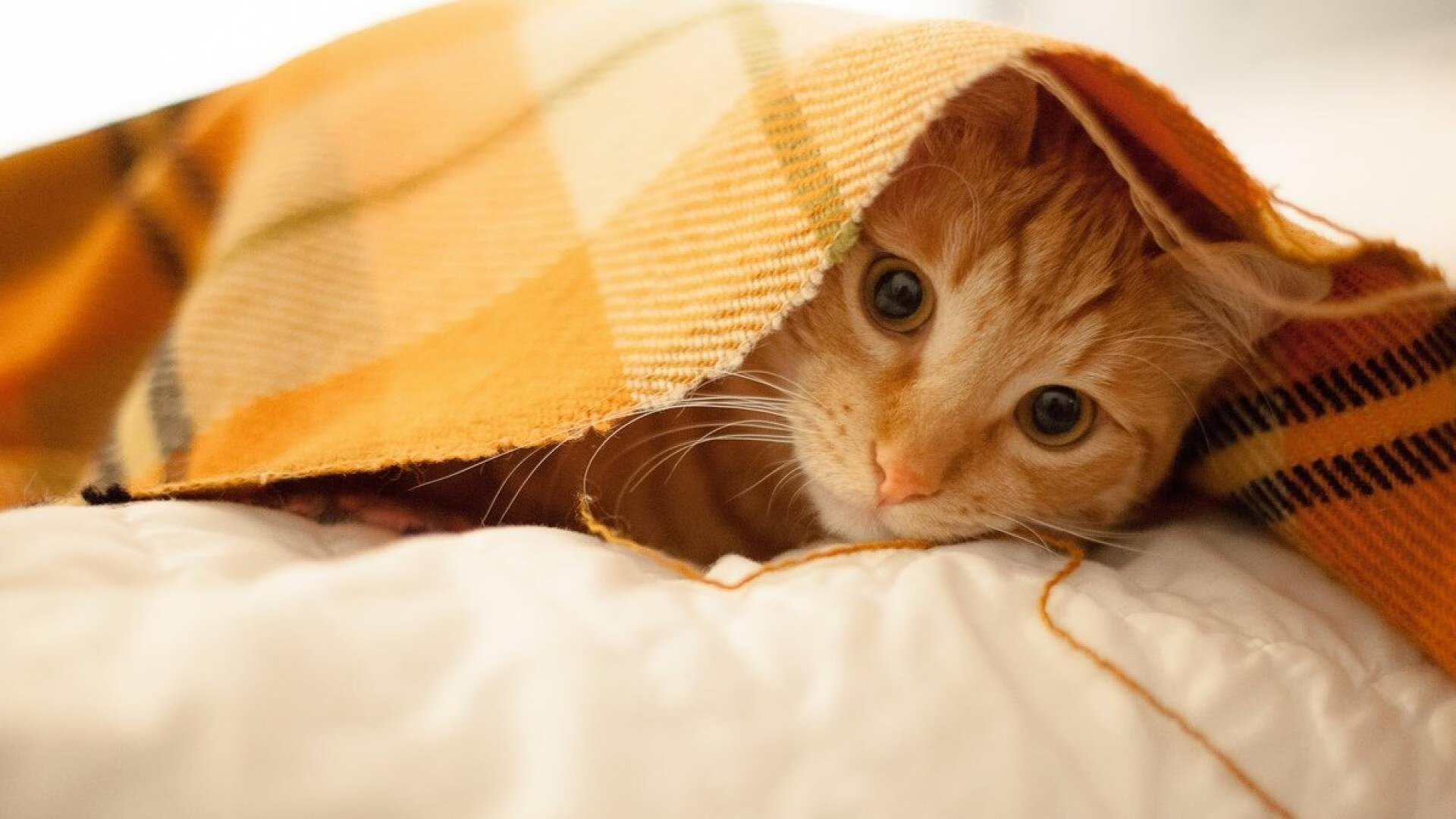 未来新秀:今年最有潜力冲击MVP的年轻天才,未来nba新秀