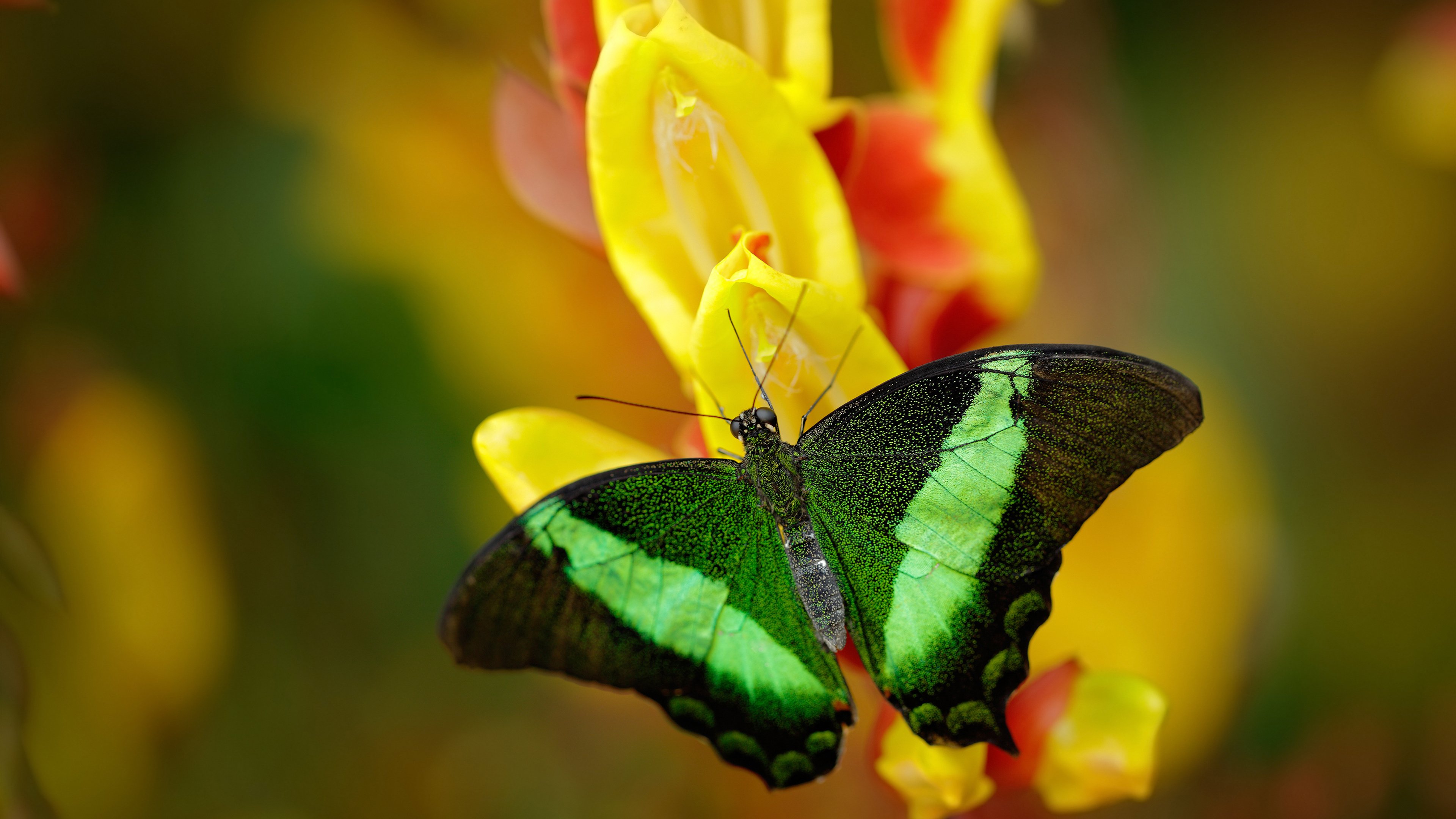 开云网页版登录入口-绝地求生 战术配合成比赛关键，绝地求生战术思维_绝地求生最聪明的四个战术