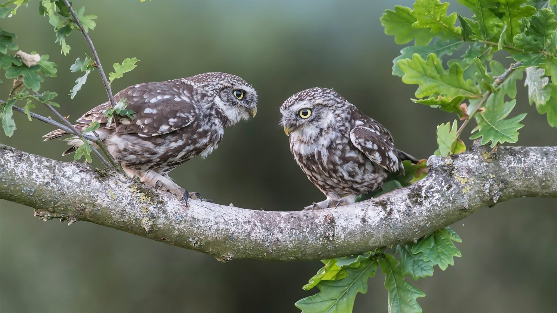 94. 选秀顺位是否能决定球员生涯成就，nba选秀顺位概率