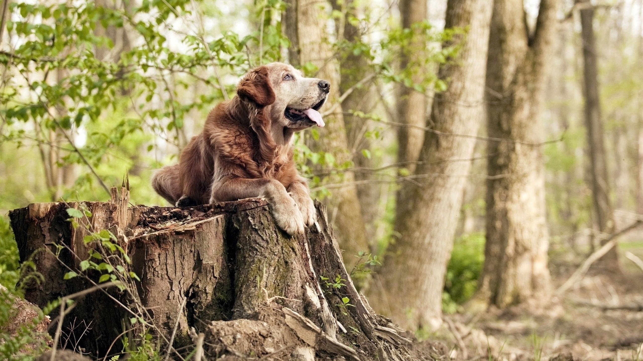 RNG粉丝活动火热进行，rng粉丝互动环节