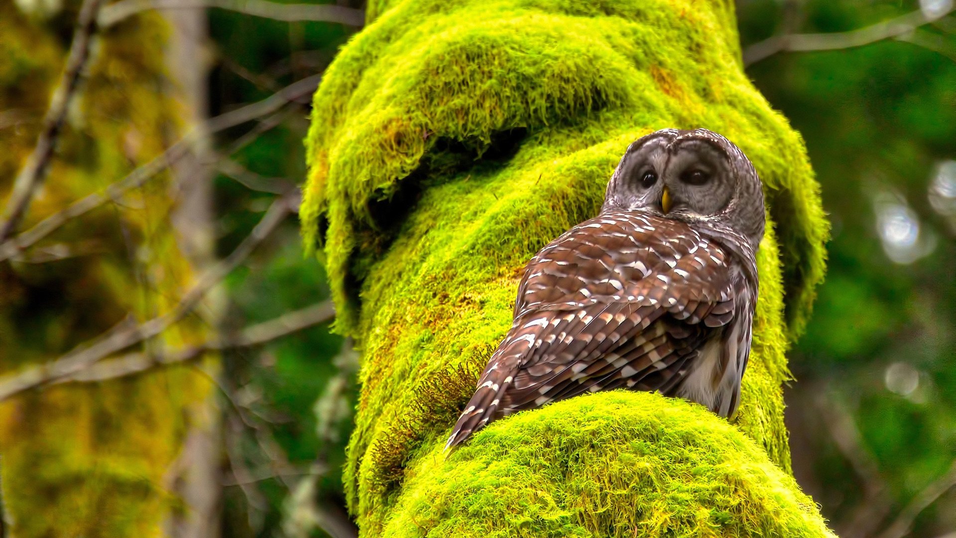 德甲是否面临转会市场竞争力下降风险,德甲转会政策