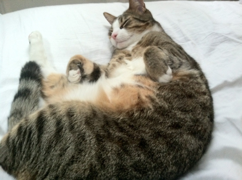 kaiyun中国官方网站-悉尼国王核心球员状态火热，悉尼国王核心球员状态火热的原因