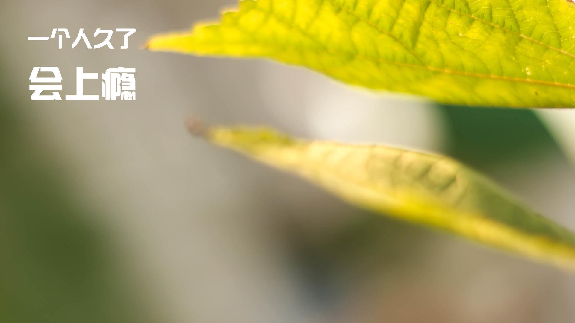 热刺防守端表现出色，轻松击败对手取得胜利，热刺进攻