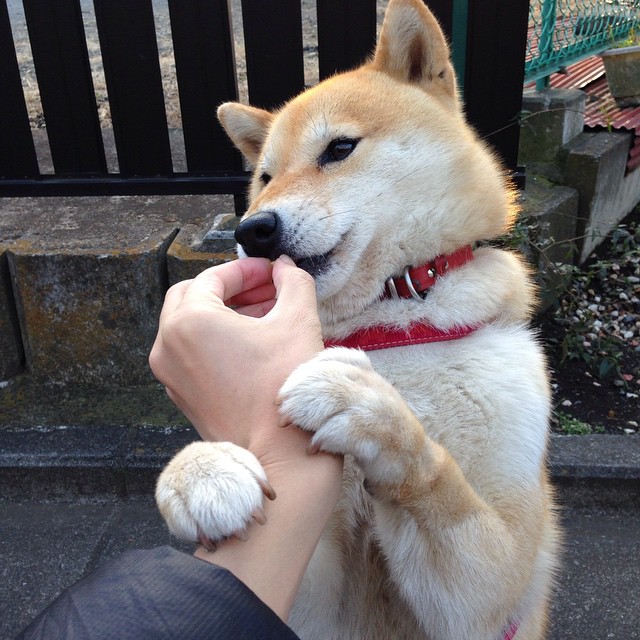 KAIYUNAPP-球员卡尔德拉在尤文图斯比赛中表现出色，卡尔德拉诺十佳球