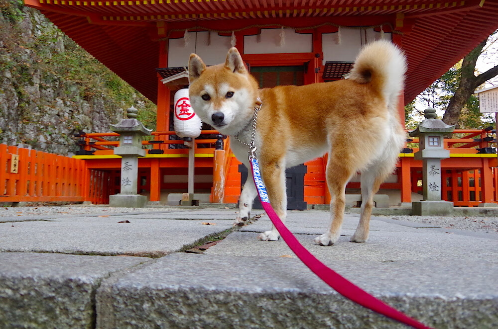 Kaiyun(中国)开云-琉球黄金国王连续获胜提振士气，琉球王国官制