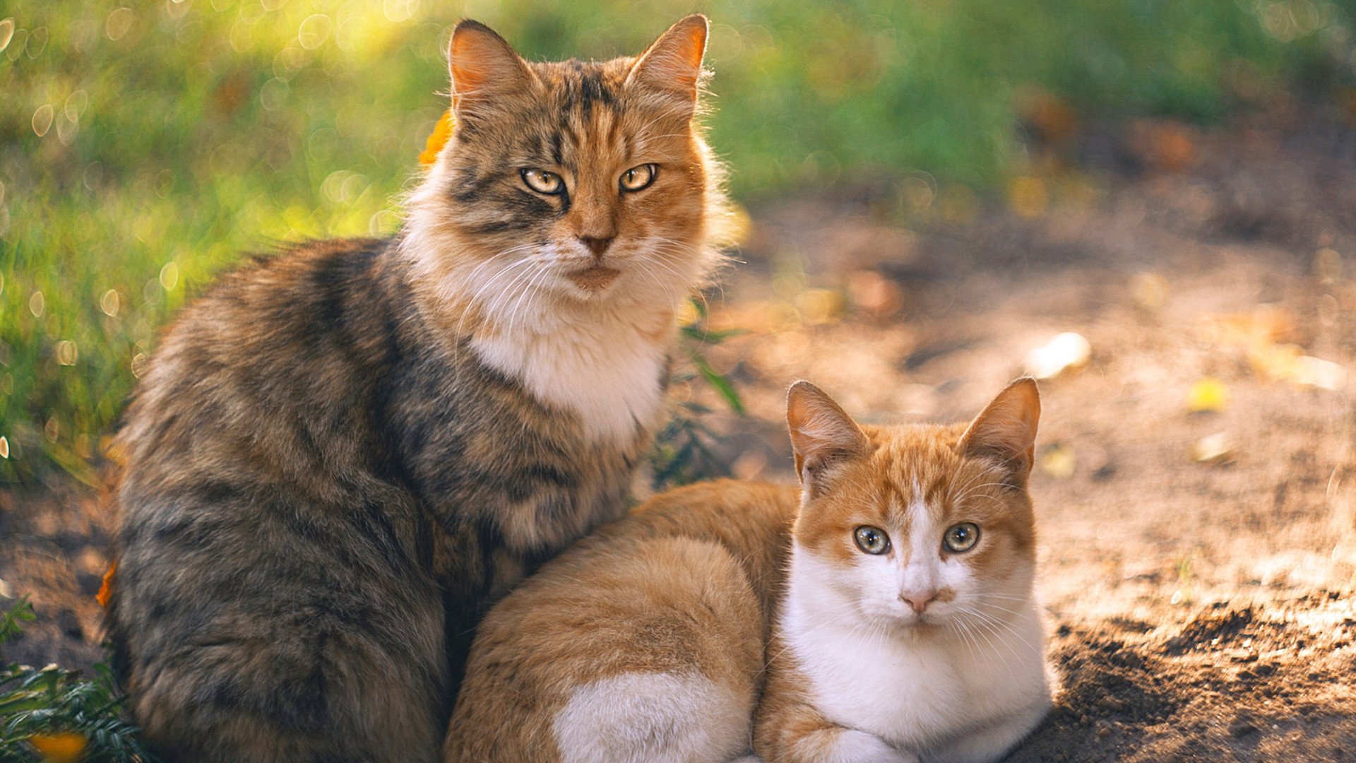转会市场再添大单,球员身价飙升,球员转会费和身价