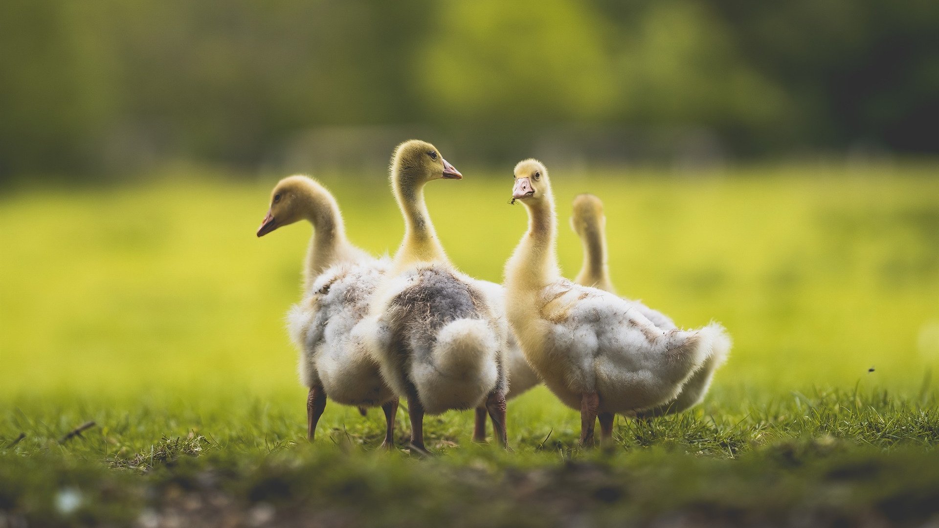 开云kaiyun-韩国电竞职业体系全球领先，韩国电竞职业选手