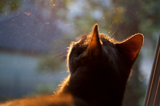 体育赛事保险服务体系设计与风险评估模型,体育赛事的风险管理