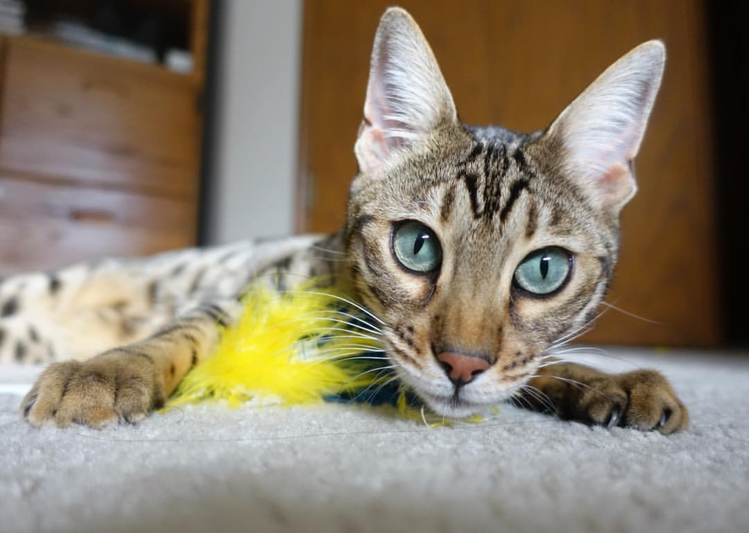 Kaiyun APP-体育赛事市场推广方案，体育赛事的推广