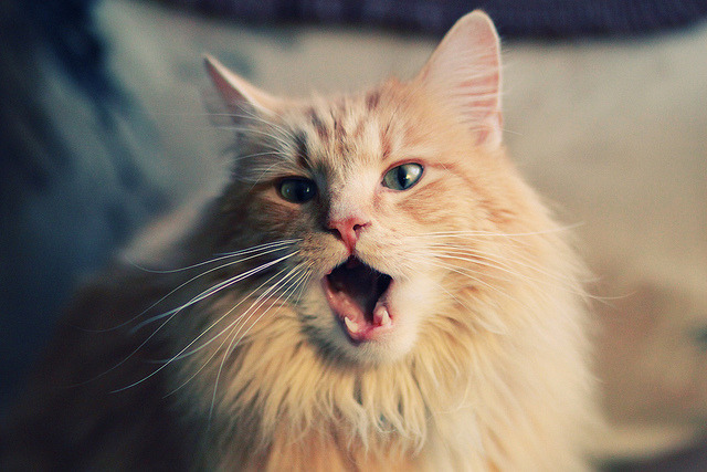 开云网站-全球焦点：世俱杯收官战，冠军花落谁家？，世俱杯 冠军