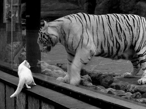 意甲球队利用机器学习预测对手进攻战术变化，意甲预测分析cman02。in