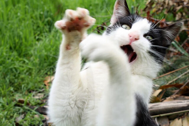 开云官方网站-LPL官方发布赛程调整公告比赛节奏更紧凑，lpl赛事前瞻