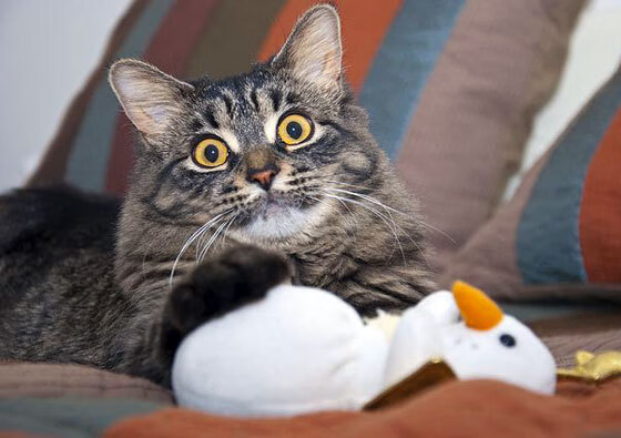 世界杯中国女足战平 球迷期待战术调整,中国足球女足世界杯