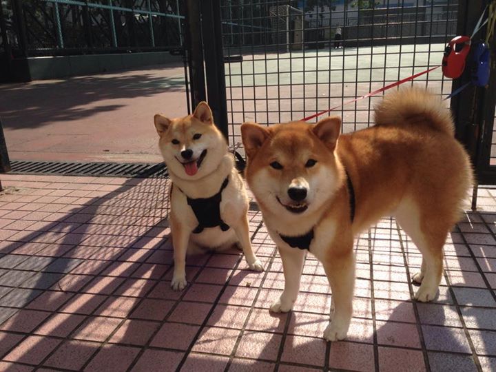 中国女篮新援融入迅速 球队战斗力增强,中国女篮阵容