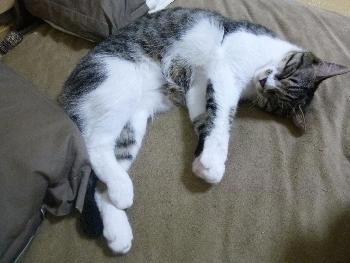 解析印度赛制:如何通过比赛促进竞技水平的提高,印度选手夺冠