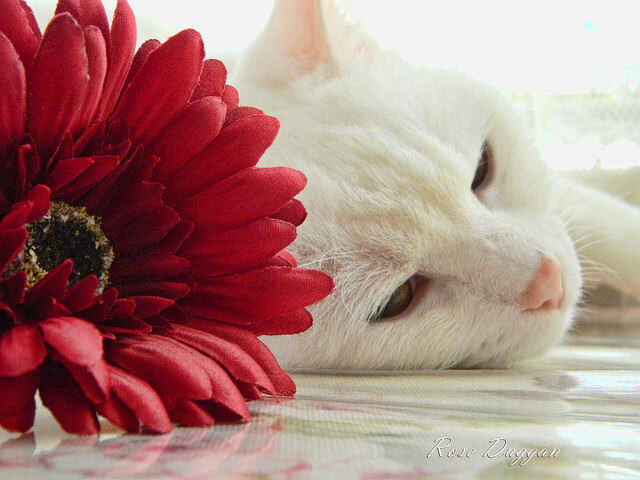 塔特的表现不断突破自我,成为袋鼠队的领导核心