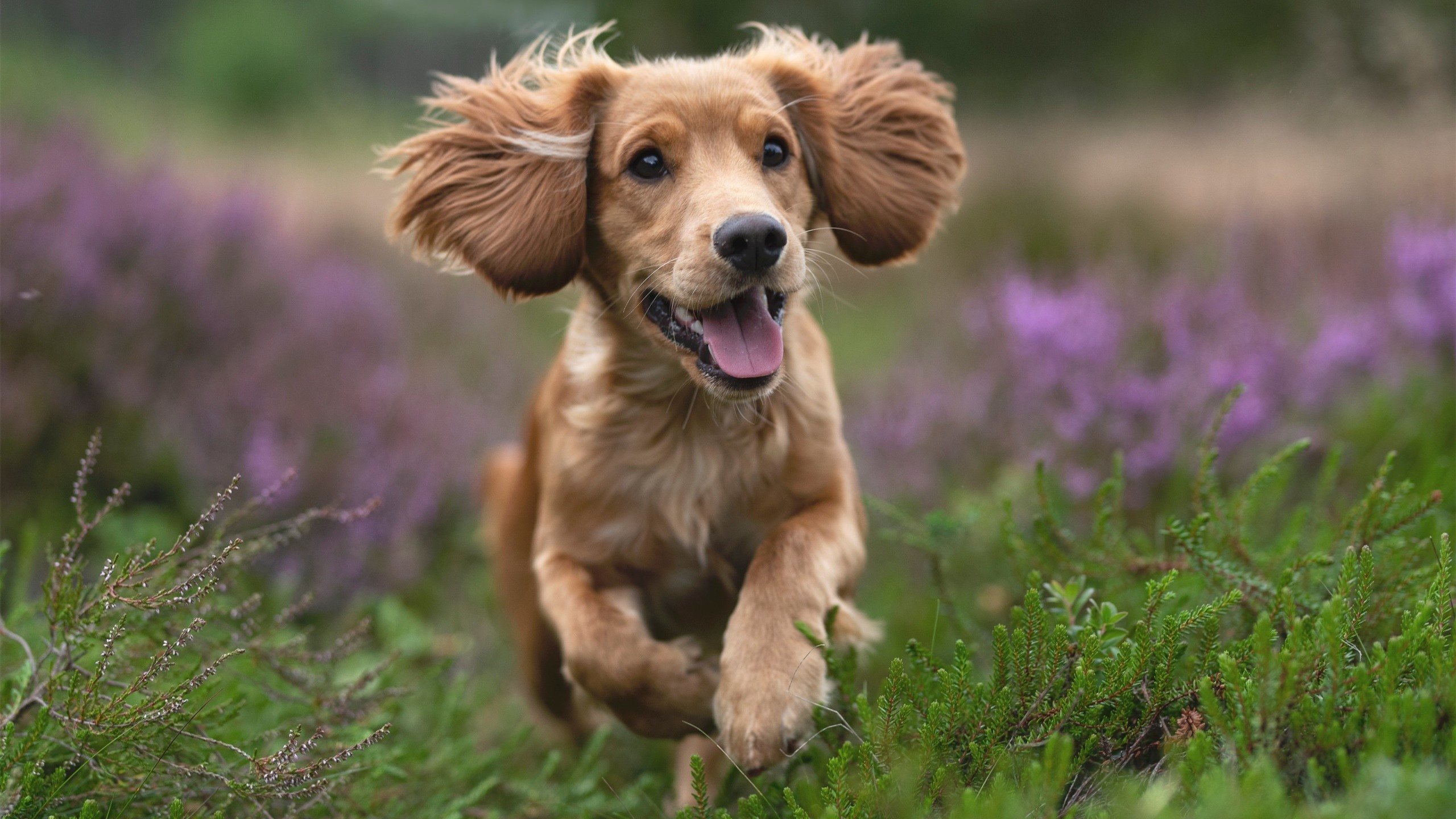 kaiyun.com-斯洛伐克男篮在欧洲大赛中不断突破，迈向国际舞台，斯洛伐克队欧洲杯大名单