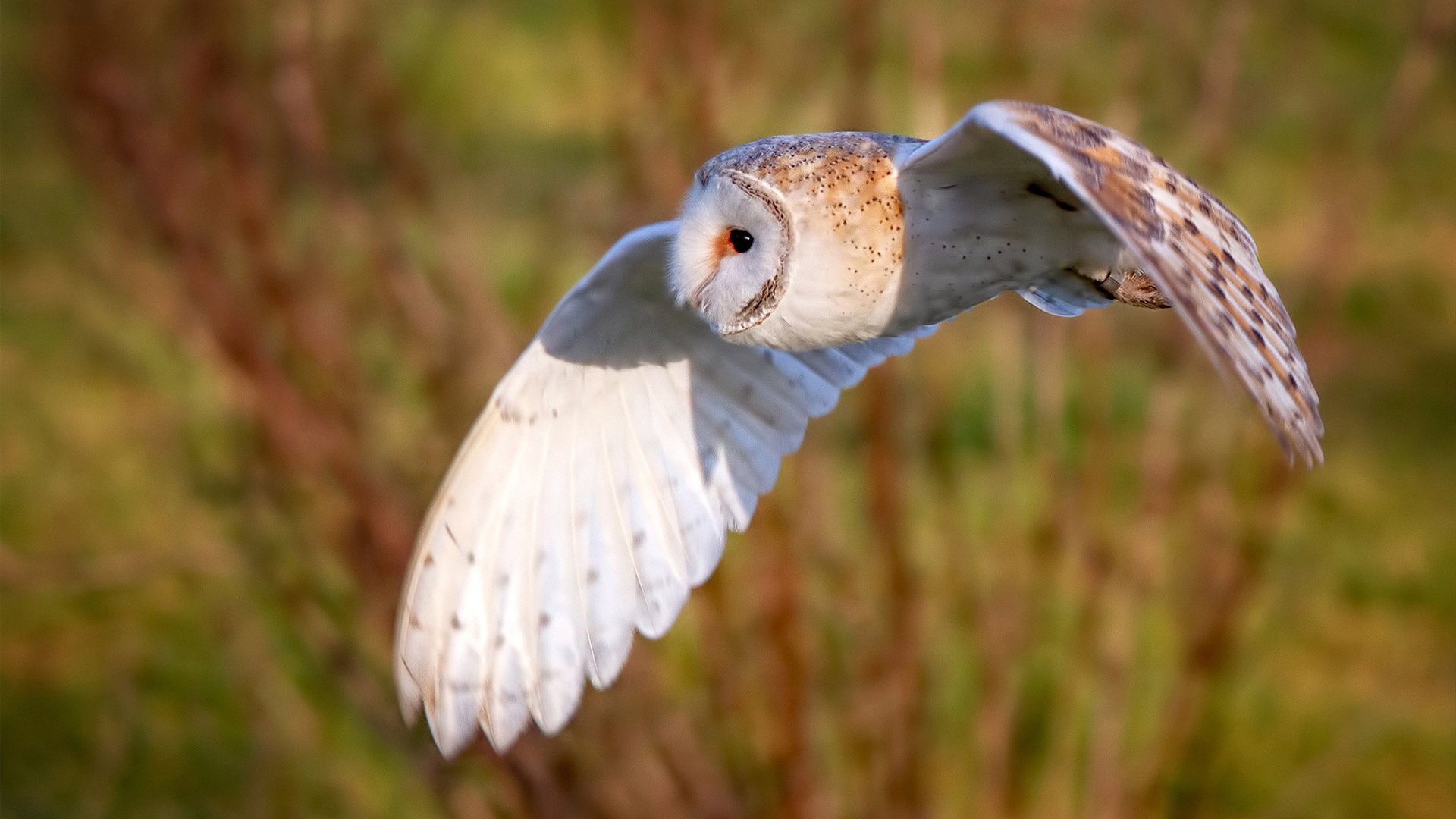 泰国女篮在亚洲锦标赛中出色发挥,冲击奖牌