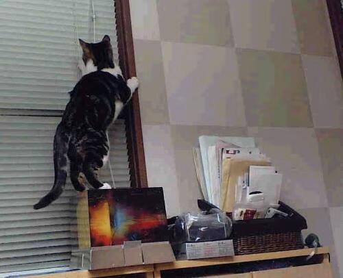 开云官网APP下载-法甲新星闪耀：未来领军人物！，法甲新秀